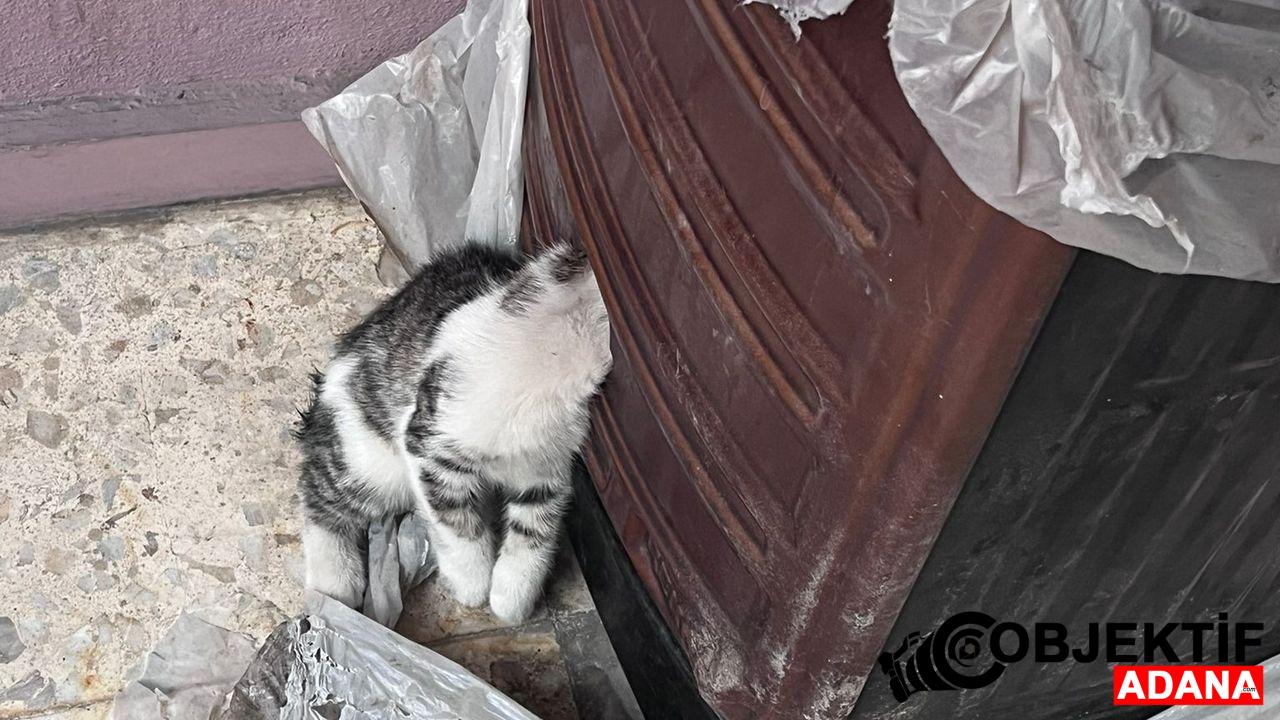 Adana039da-basini-sobaya-sikistiran-kediyi-itfaiye-ekibi-kurtardi.jpg