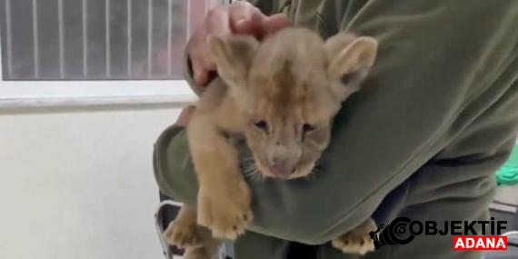 istanbulda-yavru-afrika-aslani-ele-gecirildi-cgkx.jpg