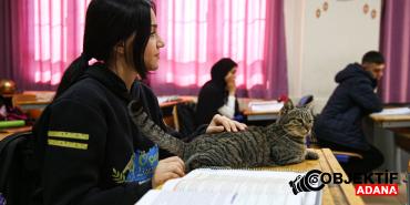 Liselilerle-derse-giren-kedi-039Pakize039-okulun-470039inci-ogrencisi-oldu.jpg