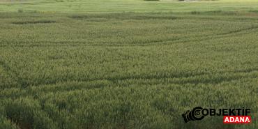 Cukurova039da-ciftciler-artan-yagislarin-etkisiyle-bugdaydan-yuksek-verim-bekliyor.jpg