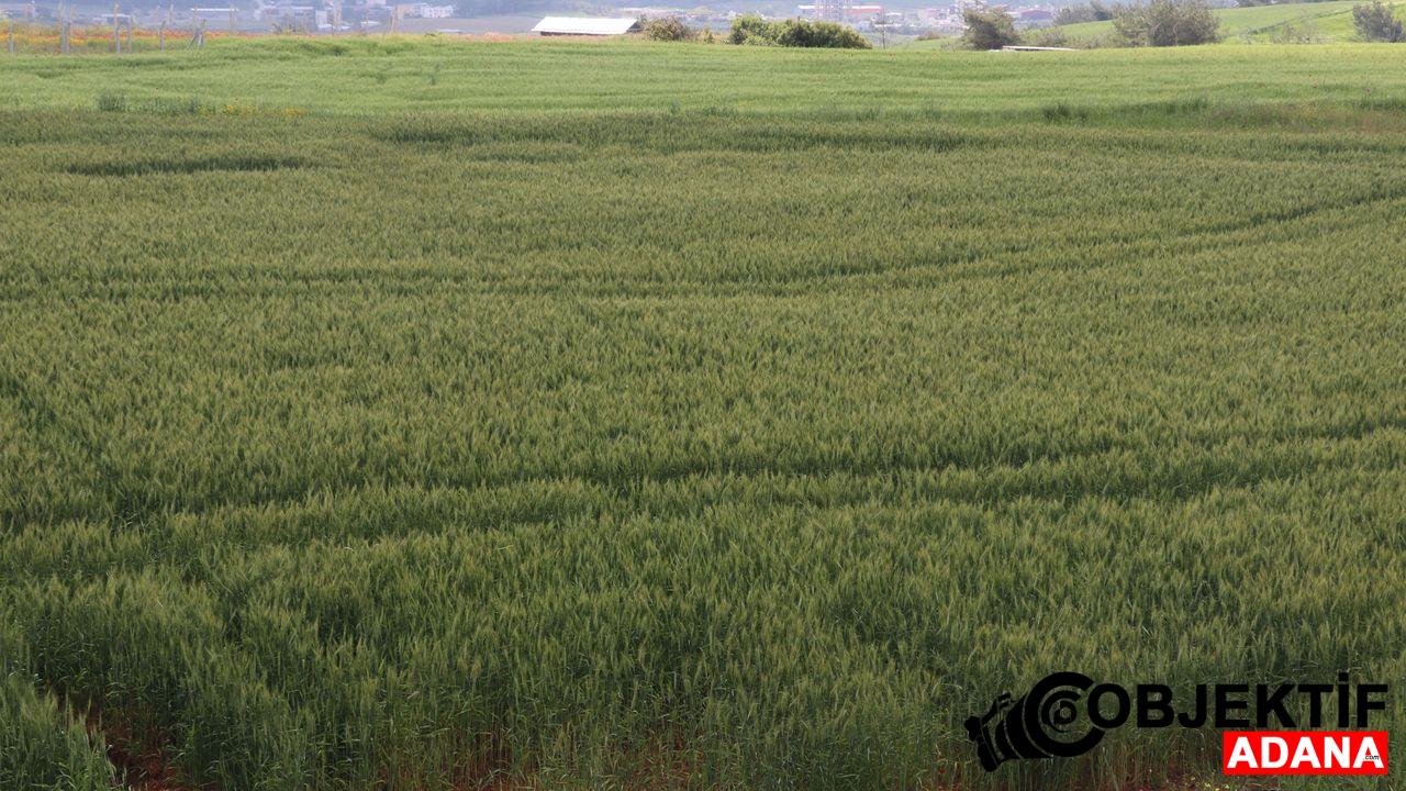 Cukurova039da-ciftciler-artan-yagislarin-etkisiyle-bugdaydan-yuksek-verim-bekliyor.jpg