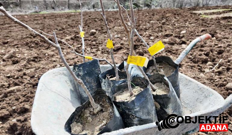 Devlet desteğiyle bütün arazisine meyve fidanı dikti