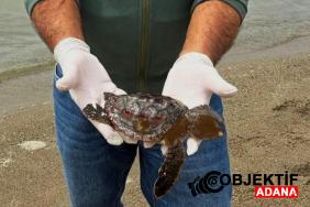 kusadasinda-2-deniz-kaplumbagasi-olu-bulundu-wjxa.jpg
