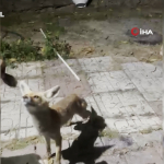 bahcesine-giren-tilkiyi-kedi-gibi-sevdi-elleriyle-besledi-pisl.jpg