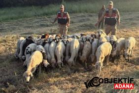 tuncelide-kayip-kucukbas-hayvanlar-dron-destegiyle-bulundu-e2cv.jpg