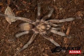 turkiyenin-yeni-tarantula-turu-tescillendi-mllj.jpg