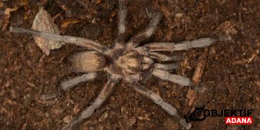 turkiyenin-yeni-tarantula-turu-tescillendi-mllj.jpg