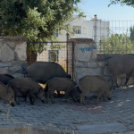 bodrumda-gunduz-vakti-domuz-surusu-mahalleye-indi-qpvg.jpg