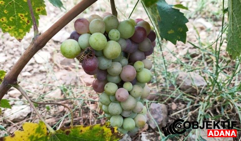 Saimbeyli Kalesekizi’nde Üzümlerde Son Durum
