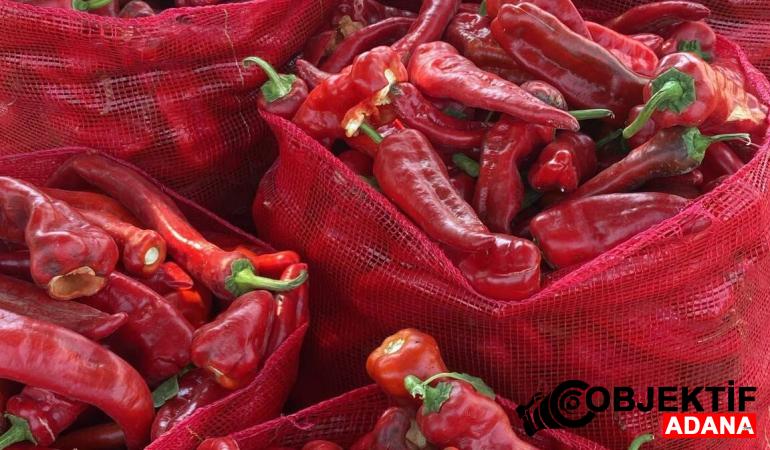Saimbeyli’de Kışlık Salça Hazırlığı Başladı