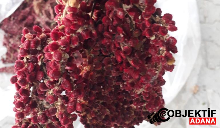 Saimbeyli’nin Hakiki Sumağı Sofralara Geliyor