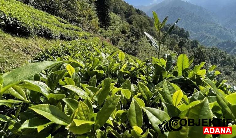 ÇAYKUR’da ikinci sürgün yaş çay alımları bugün tamamlanacak