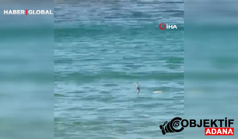 Çeşme’de denize giren yılan tatilcilere panik yaşattı