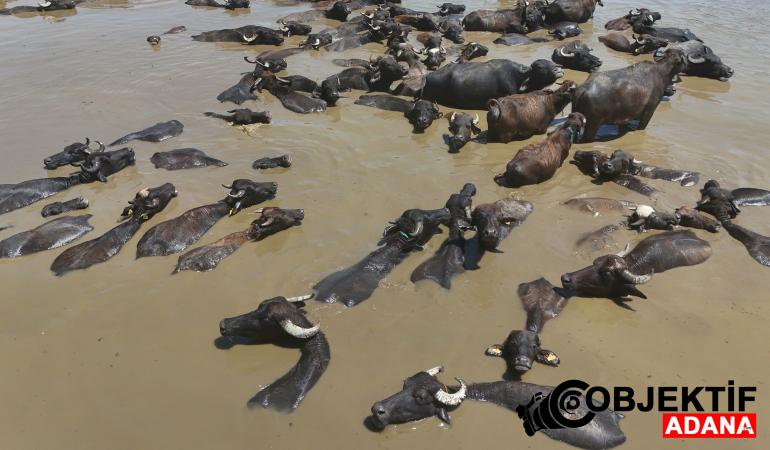 Görüntüler Afrika’dan değil Türkiye’den… Serinlemek için böyle suya giriyorlar!