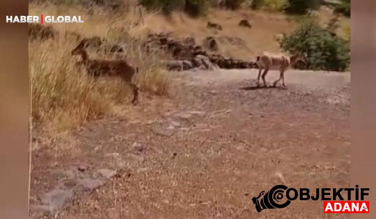 Malatya'da bu kez peş peşe görüntülendi!
