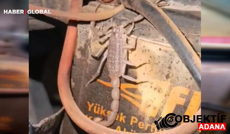 Motosikletin motorundan çıkan akrep şoke etti