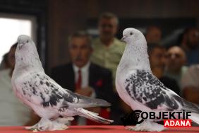 sebap-guvercinleri-podyuma-cikti-fiyatlari-araba-ve-evle-yarisiyor-guzellikleri-buyuluyor-fy2k.jpg