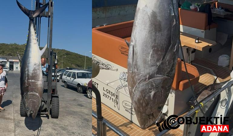 Seferihisar’da 260 kiloluk dev… Oltasına takıldı, gözlerine inanamadı!