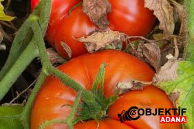 Adana-Saimbeylide-Yayla-Domatesinde-Son-Hasat.jpg