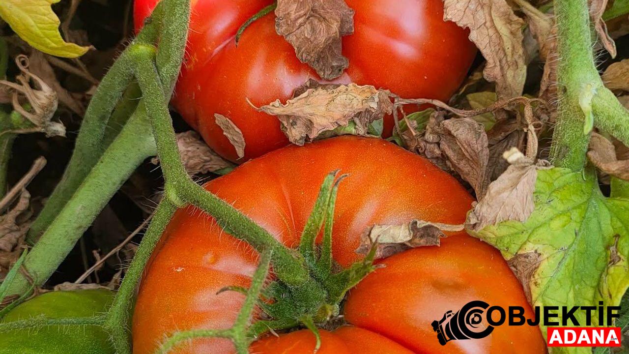Adana-Saimbeylide-Yayla-Domatesinde-Son-Hasat.jpg