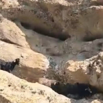 tuncelide-70-metre-yukseklikte-mahsur-kalan-keciler-kurtarildi-n0xo.jpg