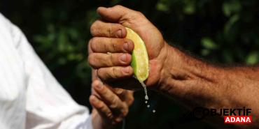 Cukurovada-erken-hasat-edilen-Mayer-limonlarin-kalitesinde-buyuk-risk.jpg