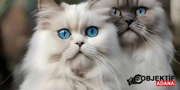 kedi-icin-10-bin-tl-nafaka-karari-vzfy.jpg