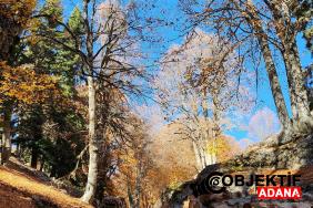 Adananin-Sakli-Cenneti-Kozan-Yirce-Kayin-Ormani.jpg