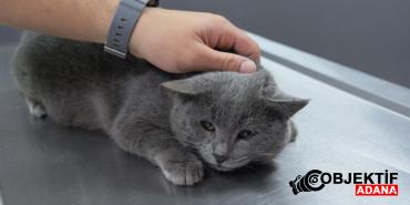 istahsiz-kedisini-veterinere-goturdu-rontgeni-gorunce-soke-oldu-xihn.jpg