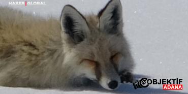 dinlenirken-goruntulendigini-anlayan-tilkinin-tedirgin-anlari-kamerada-okfi.jpg