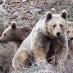 tuncelide-anne-ayi-ve-yavrulari-yakindan-goruntulendi-i1av.jpg