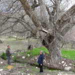 270-yillik-ceviz-agaci-zamana-direniyor-n972.jpg