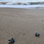 32-yillik-caretta-mucadelesi-15-milyon-yavru-denize-ulasti-d4rh.jpg
