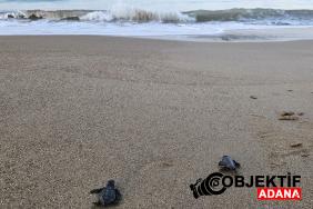 32-yillik-caretta-mucadelesi-15-milyon-yavru-denize-ulasti-d4rh.jpg
