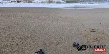 32-yillik-caretta-mucadelesi-15-milyon-yavru-denize-ulasti-d4rh.jpg