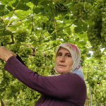 mersinde-hasat-basladi-kilosu-600-tlden-satiliyor-lkdm.jpg