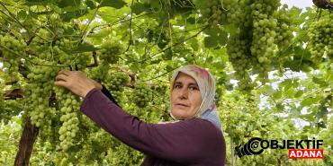 mersinde-hasat-basladi-kilosu-600-tlden-satiliyor-lkdm.jpg