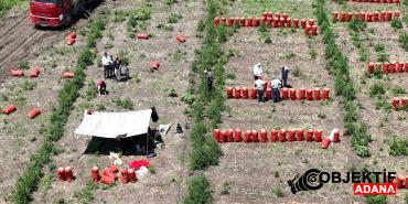Cukurova039da-Sogan-Hasadi-Suruyor.jpg