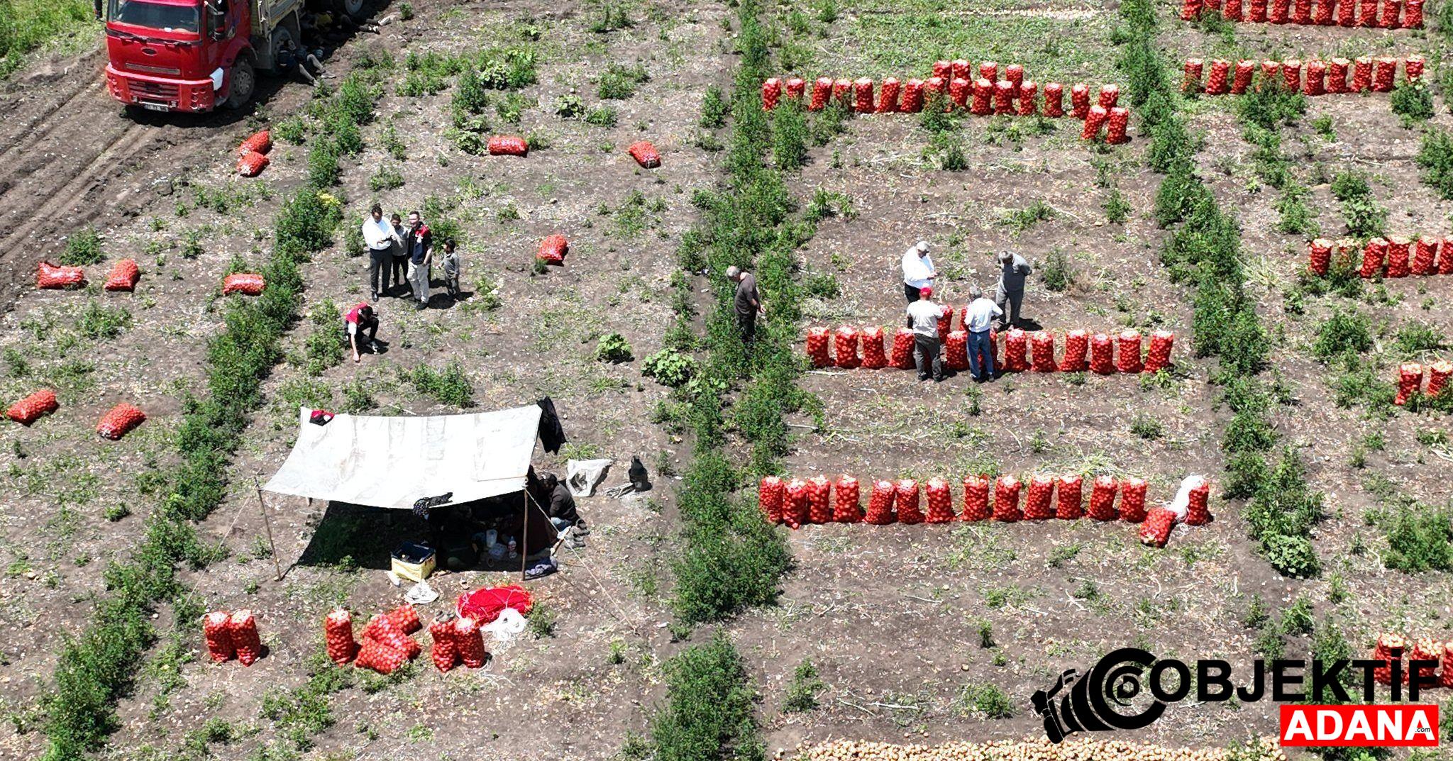Cukurova039da-Sogan-Hasadi-Suruyor.jpg
