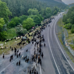 Kozanli-gocerlerin-yayla-yolculugu-basladi.jpg