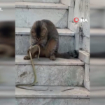antalyada-1-metrelik-yilani-oyuncaga-ceviren-kedi-sasirtti-qpkq.jpg