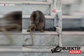 antalyada-1-metrelik-yilani-oyuncaga-ceviren-kedi-sasirtti-qpkq.jpg