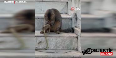 antalyada-1-metrelik-yilani-oyuncaga-ceviren-kedi-sasirtti-qpkq.jpg