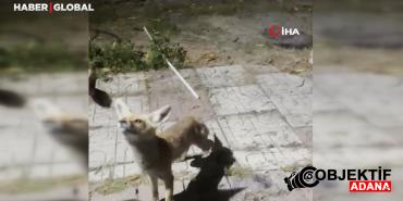bahcesine-giren-tilkiyi-kedi-gibi-sevdi-elleriyle-besledi-pisl.jpg