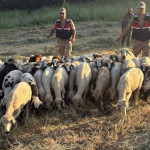 tuncelide-kayip-kucukbas-hayvanlar-dron-destegiyle-bulundu-e2cv.jpg