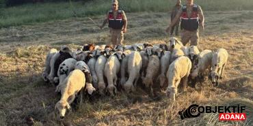 tuncelide-kayip-kucukbas-hayvanlar-dron-destegiyle-bulundu-e2cv.jpg