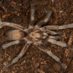 turkiyenin-yeni-tarantula-turu-tescillendi-mllj.jpg
