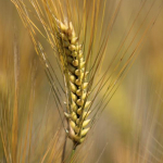 ureticiyi-uzen-besiciyi-sevindiren-haber-fiyatlar-dustu-64u5.jpg