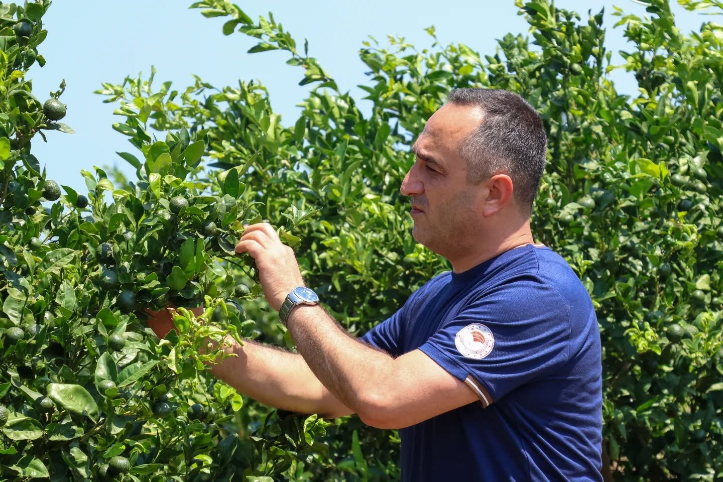 Yumurtalık'ta Zararlılara Karşı Faydalı Böcek Salındı2