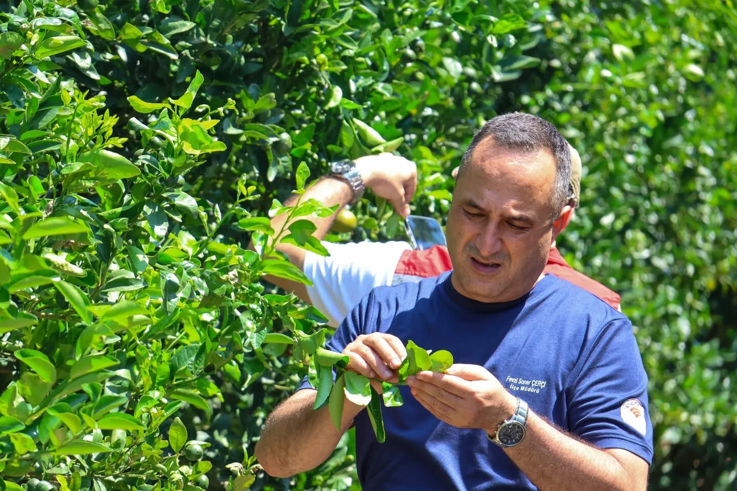 Yumurtalık'ta Zararlılara Karşı Faydalı Böcek Salındı4
